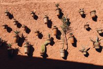 Beautiful green succulents in pots hanging on orange wall at sunny day, Morocco, Africa — Stock Photo
