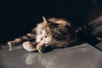 Beautiful cat sleeping on car with sunlight in Morocco, Africa — Stock Photo