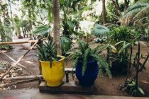 Primo piano vista di vasi blu e gialli con belle piante verdi in giardino, Marocco, Africa — Foto stock