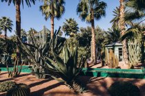 Palmeras altas y hermosas suculentas en el jardín con arquitectura local en Marruecos, África - foto de stock