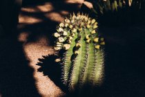 Close up of one big cactus in Morocco, Africa — Stock Photo