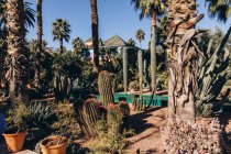 Beaux palmiers avec divers cactus poussant dans le jardin et le bâtiment contre le ciel bleu au Maroc, Afrique — Photo de stock