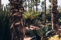 Hermosos cactus verdes, suculentas y palmeras que crecen en el jardín, Marruecos, África - foto de stock