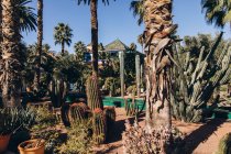 Schöne Palmen und verschiedene Kakteen wachsen im Garten und traditionelle Architektur in Marokko, Afrika — Stockfoto
