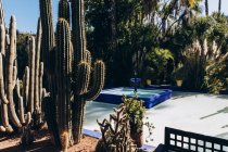 Cactus verts et fontaine dans la cour pendant la journée ensoleillée au Maroc, Afrique — Photo de stock