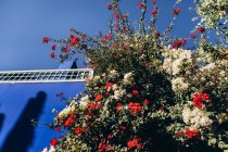 Низкий угол обзора белых и красных цветов возле здания в Морабо, Африка — стоковое фото