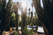 Vista en ángulo bajo de los cactus verdes en el patio durante el día soleado en Marruecos, África - foto de stock