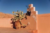 Кактус в цветочном горшке возле стены в Марокко, Африка — стоковое фото