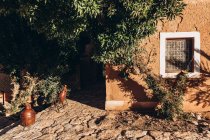 Гарним садом з деревом поблизу старого коричневий будівлі в Марокко, Африка — стокове фото