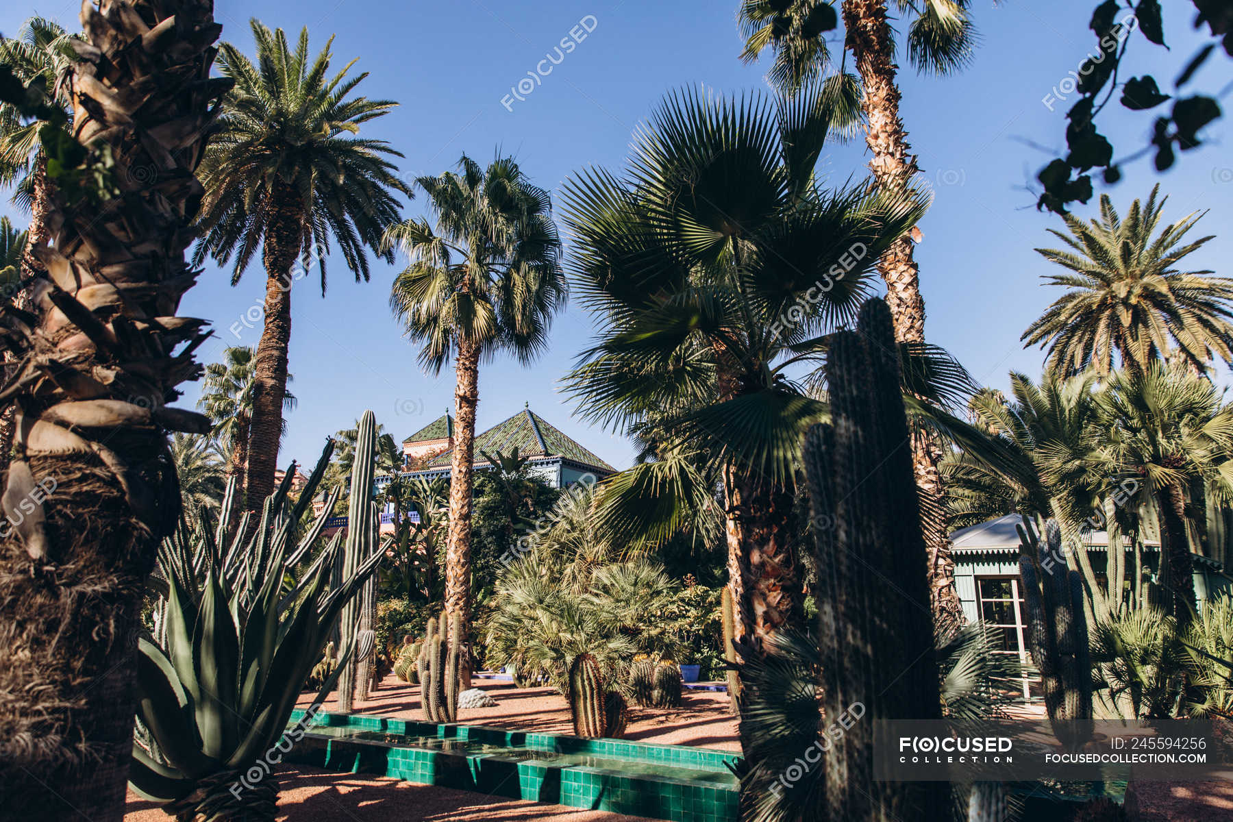 Beautiful palm trees and various succulents in garden with buildings in Morocco, Africa