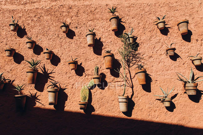 Schöne grüne Sukkulenten in Töpfen hängen an orangefarbener Wand bei sonnigem Tag, Marokko, Afrika — Stockfoto