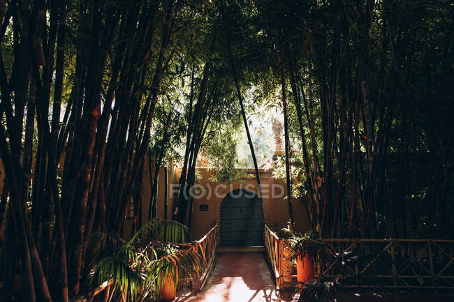 Закрытые ворота и тропинка между бамбуковыми растениями в солнечный день в Марокко, Африка — стоковое фото