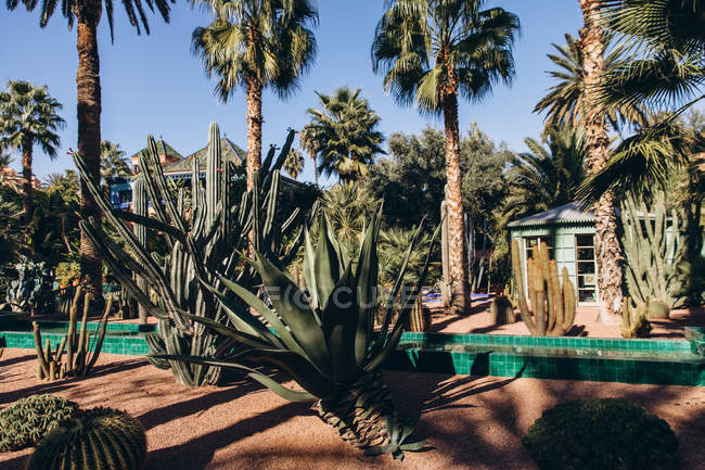 Palmeras altas y hermosas suculentas en el jardín con arquitectura local en Marruecos, África - foto de stock