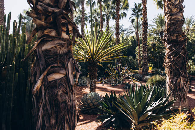 Belos cactos verdes, suculentas e palmeiras crescendo no jardim, Marrocos, África — Fotografia de Stock