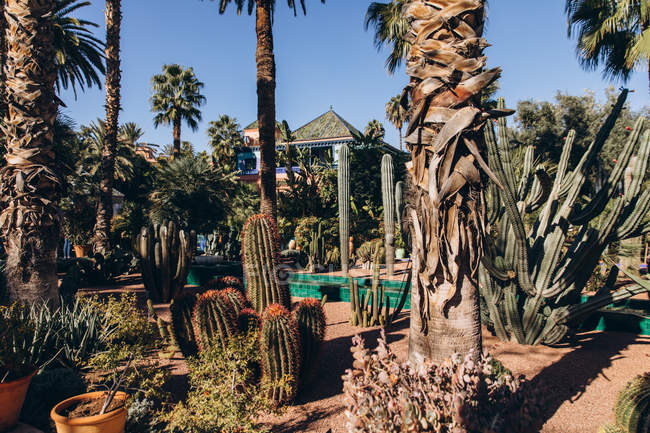 Красиві пальмами і різні кактусів, ростуть в саду і традиційної архітектури в Марокко, Африка — стокове фото