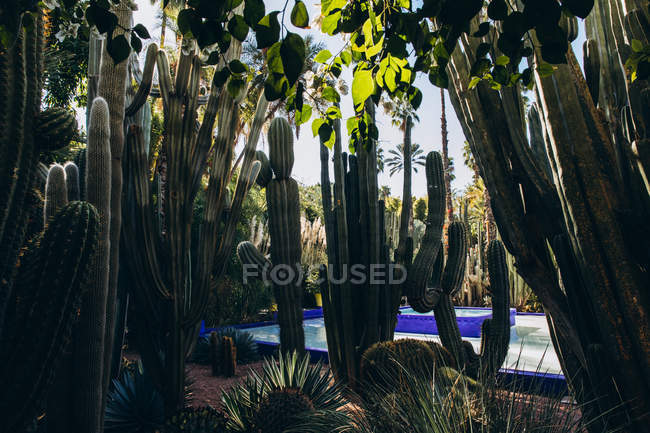 Cactus verts dans la cour pendant la journée ensoleillée au Maroc, Afrique — Photo de stock