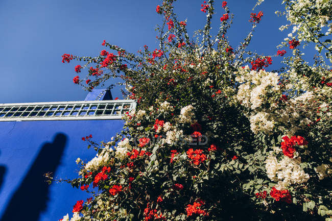 Vue à angle bas des fleurs blanches et rouges près du bâtiment au Maroc, Afrique — Photo de stock