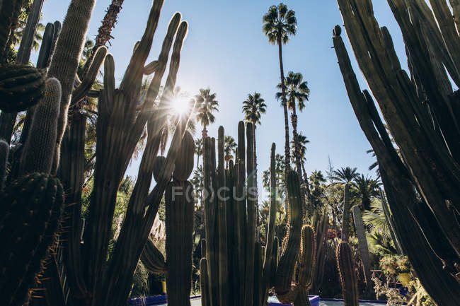 Vista en ángulo bajo de los cactus verdes en el patio durante el día soleado en Marruecos, África - foto de stock