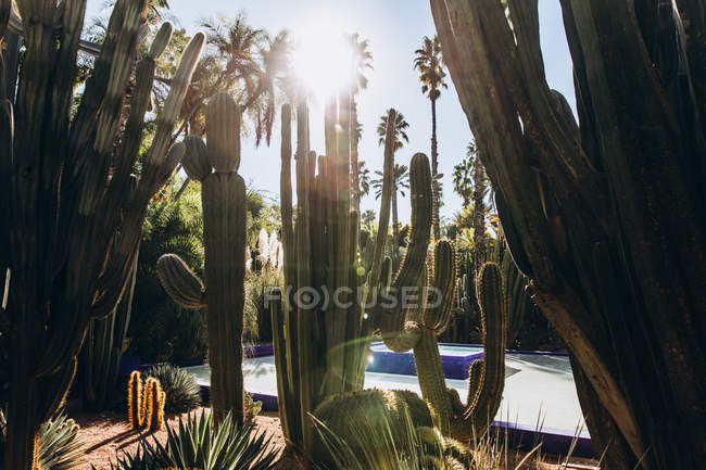 Low angle view of green cactuses in yard during sunny day in Morocco, Africa — Stock Photo