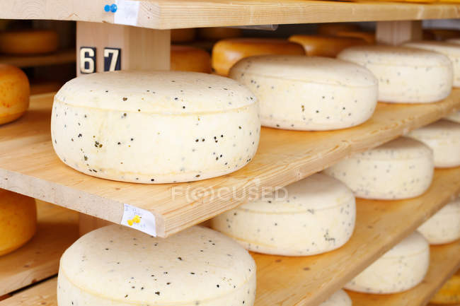 Jeune affinage du fromage — Photo de stock