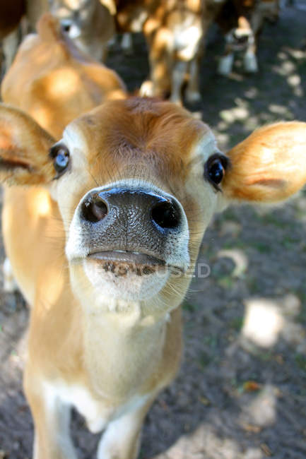 Naso di vitello bambino — Foto stock