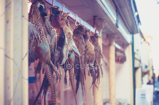 Pheasants hanging outside butcher's shop — Stock Photo