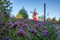 Schöne alte rote Windmühle und blühende Blumen am sonnigen Tag — Stockfoto