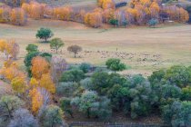 Beautiful autumnal landscape in Inner Mongolia — Stock Photo