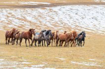 Красивые лошади бегут по полю во Внутренней Монголии — стоковое фото