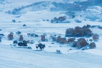 Beautiful winter landscape in Inner Mongolia — Stock Photo
