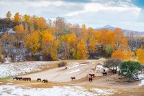 Pferde weiden auf herbstlicher Weide in der inneren Mongolei — Stockfoto