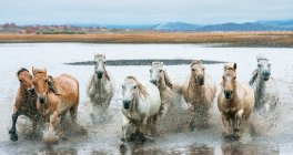 Красивые лошади бегут через реку во Внутренней Монголии — стоковое фото
