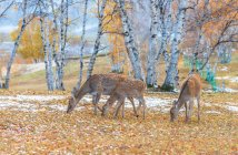 Belos veados na floresta de inverno na Mongólia Interior — Fotografia de Stock