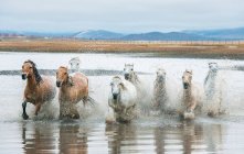 Bellissimi cavalli che scorrono attraverso il fiume nella Mongolia Interna — Foto stock