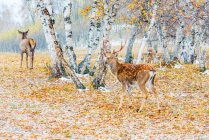 Красивый олень в зимнем лесу во Внутренней Монголии — стоковое фото