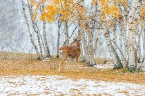 Bellissimo cervo nella foresta invernale nella Mongolia Interna — Foto stock