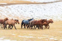 Bellissimi cavalli che corrono sul campo nella Mongolia Interna — Foto stock