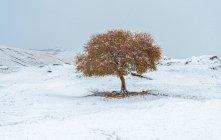Красивый зимний пейзаж с одним деревом на холме во Внутренней Монголии — стоковое фото