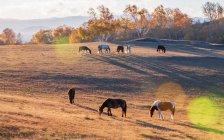 Pferde weiden auf herbstlicher Weide in der inneren Mongolei — Stockfoto