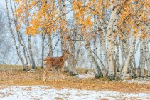 Hermoso ciervo en el bosque de invierno en Mongolia Interior - foto de stock