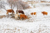 Vacas pastando em colinas nevadas na Mongólia Interior — Fotografia de Stock