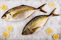 Vista superior del pescado con rodajas de lima sobre hielo - foto de stock