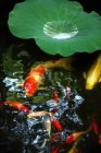 Vue rapprochée des feuilles vertes et des poissons rouges dans l'eau calme de l'étang — Photo de stock