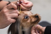 Close-up partial view of people grooming adorable yorkshire terrier dog — Stock Photo