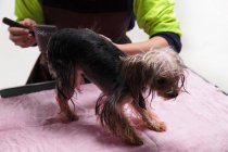 Cropped shot of person grooming cute yorkshire terrier dog — Stock Photo
