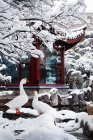 Beautiful white geese walking near building with traditional asian architecture — Stock Photo