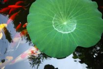 Vista close-up de folha verde e peixinho dourado na água calma da lagoa — Fotografia de Stock
