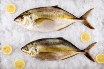 Top view of fish with lime slices on ice — Stock Photo