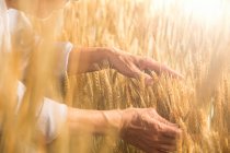 Частичный вид пожилых фермеров, касающихся спелых колосьев пшеницы в поле — стоковое фото