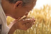 Il vecchio contadino con il riso — Foto stock